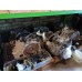 Коробка передач в сборе 2.4 Jeep Patriot 14-16 США RL010997AE купить на разборке в Киеве в Одессе в Виннице отправляем в другие города