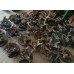 Цапфа задняя правая VW Jetta 14-17 USA 5C0505436B, 5C0-505-436-B купить на разборке в Киеве в Одессе в Виннице
