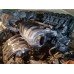 Коллектор впускной VW Passat b7 USA 1.8 TSI 11-15 NMS 06L133201FB, 06L-133-201-FB купить на разборке в Киеве в Одессе в Виннице